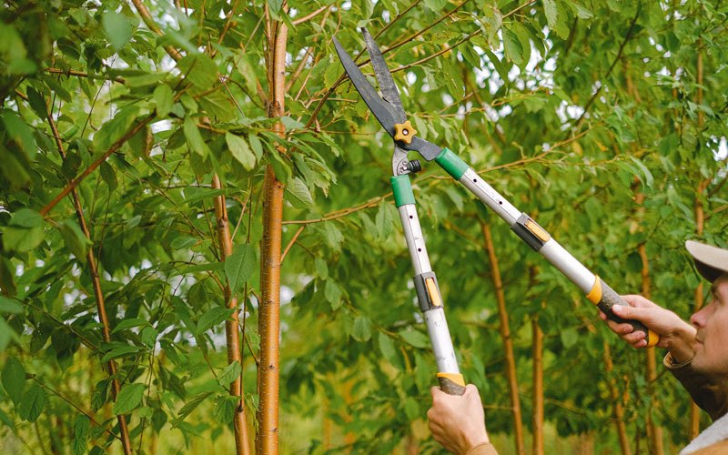 Tree trimming in Palestine, AR