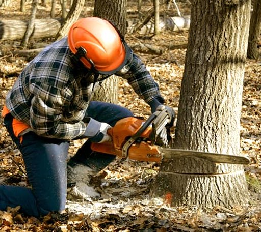 Tree Removal in Palestine, AR